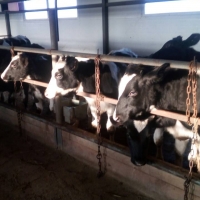 ищу инвестиции в молочное скотоводство
