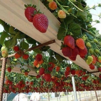 Тепличный комплекс по выращиванию клубники в Крыму